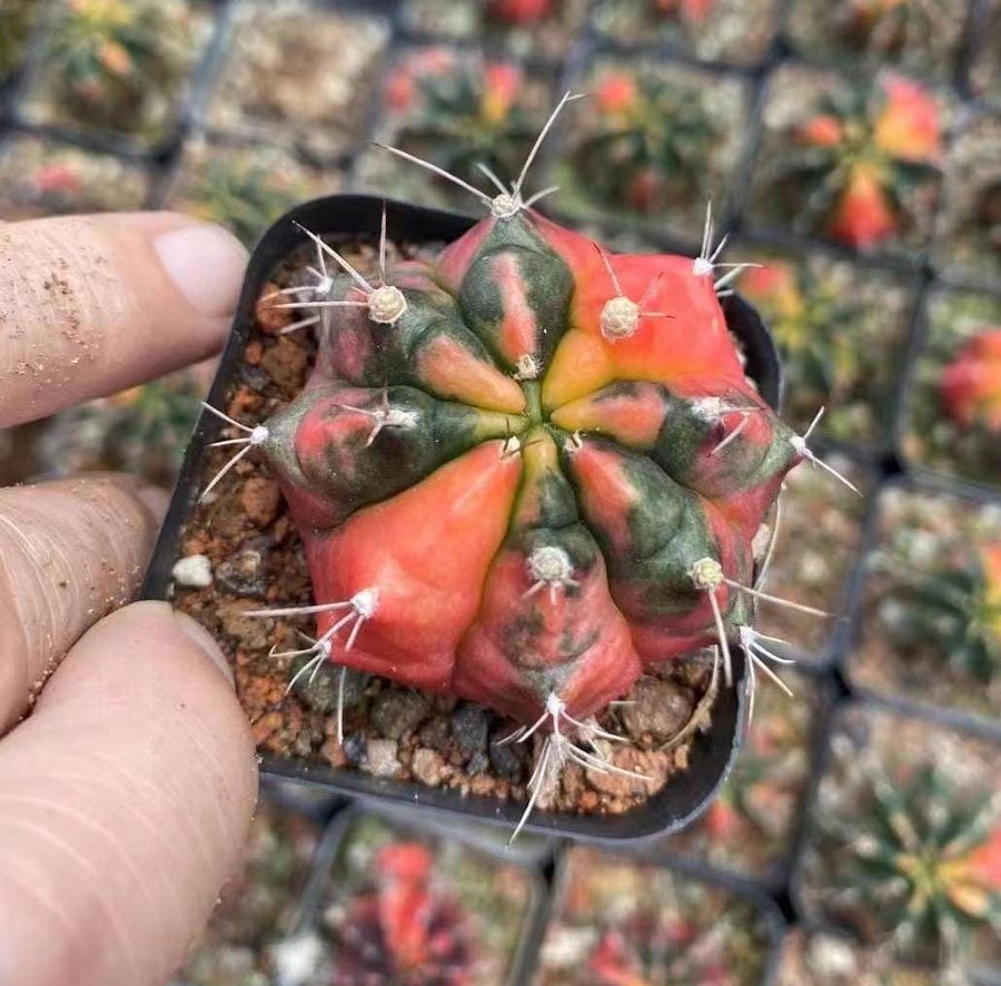 Rare Cactus - Gymnocalycium Mihanovichii Variegata (1.5”-2”)
