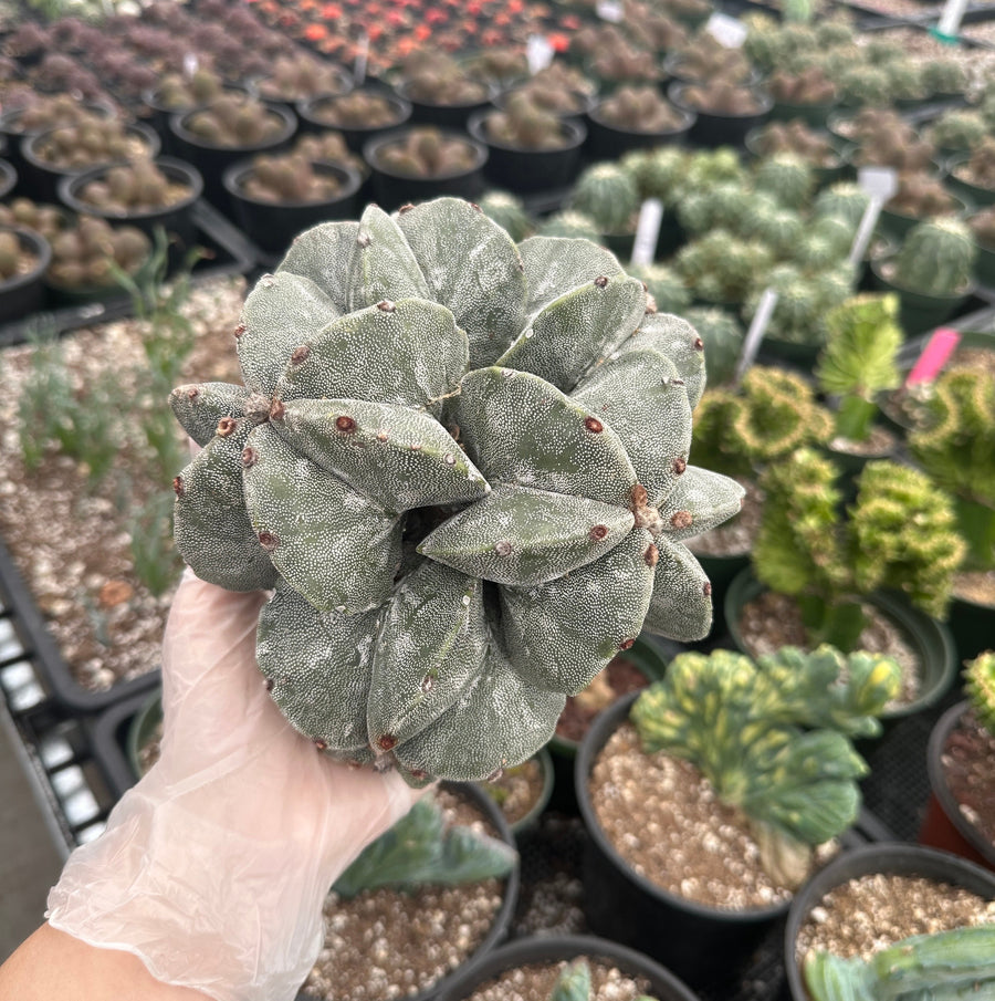 Rare Cactus - Astrophytum Myriostigma cluster (5.5” pot)