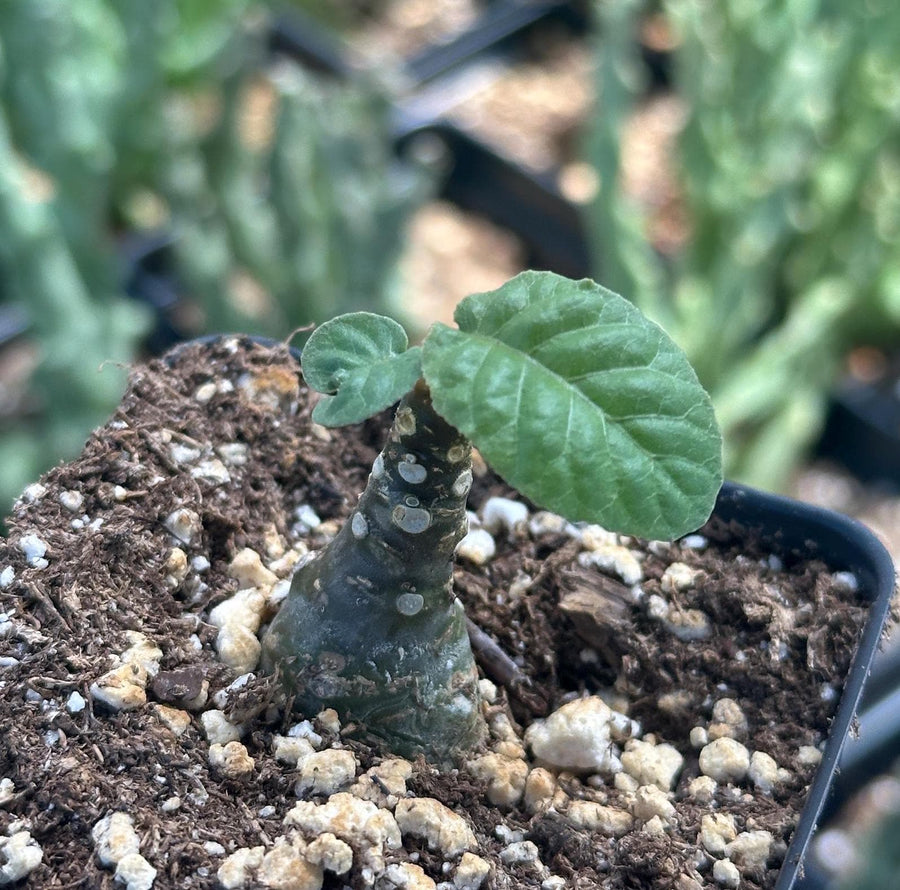 Dorstenia Foetida, Rare Succulents (No Leaves)