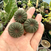 Rare Cactus - Frailea Castanea 13+ Ribs (1.5”)