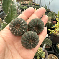 Rare Cactus - Frailea Castanea 13+ Ribs (1.5”)