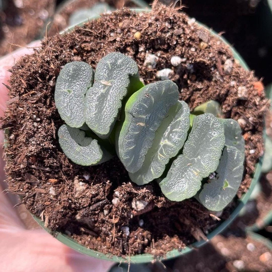 Rare Succulents - Haworthia Maughanii Phoenix