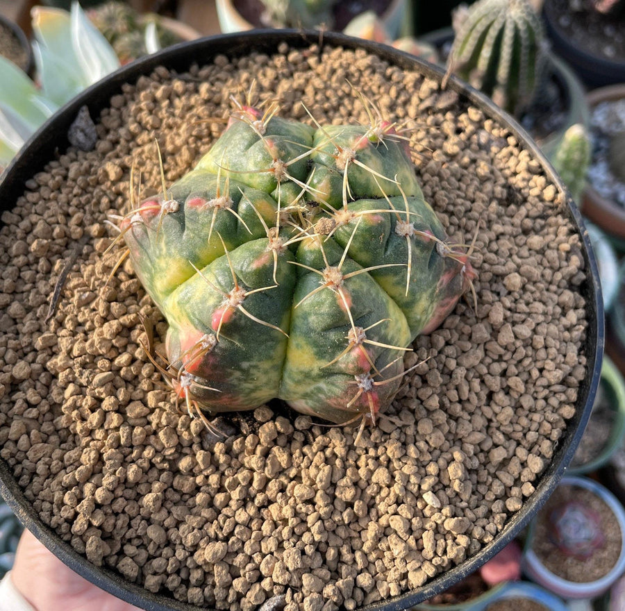 Rare Succulents - Gymnocalycium horstii Variegata (2.5”-3”)