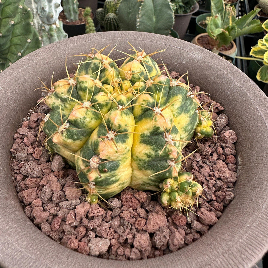 Rare Succulents - Gymnocalycium horstii Variegata (2.5”-3”)