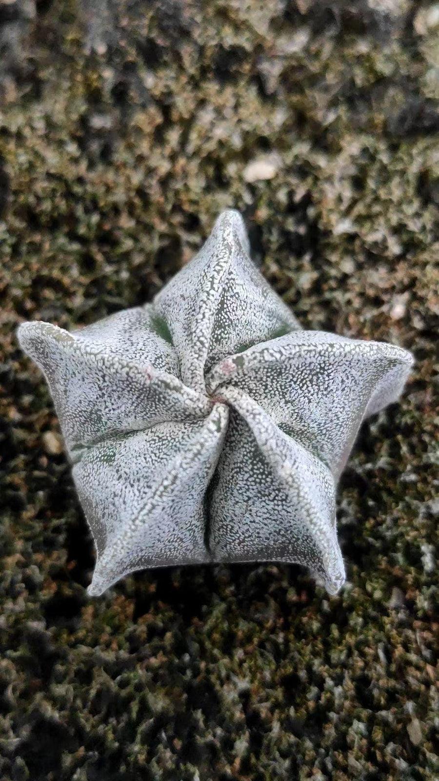 a close up of a flower on the ground