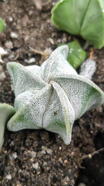 a close up of a plant on a dirt ground