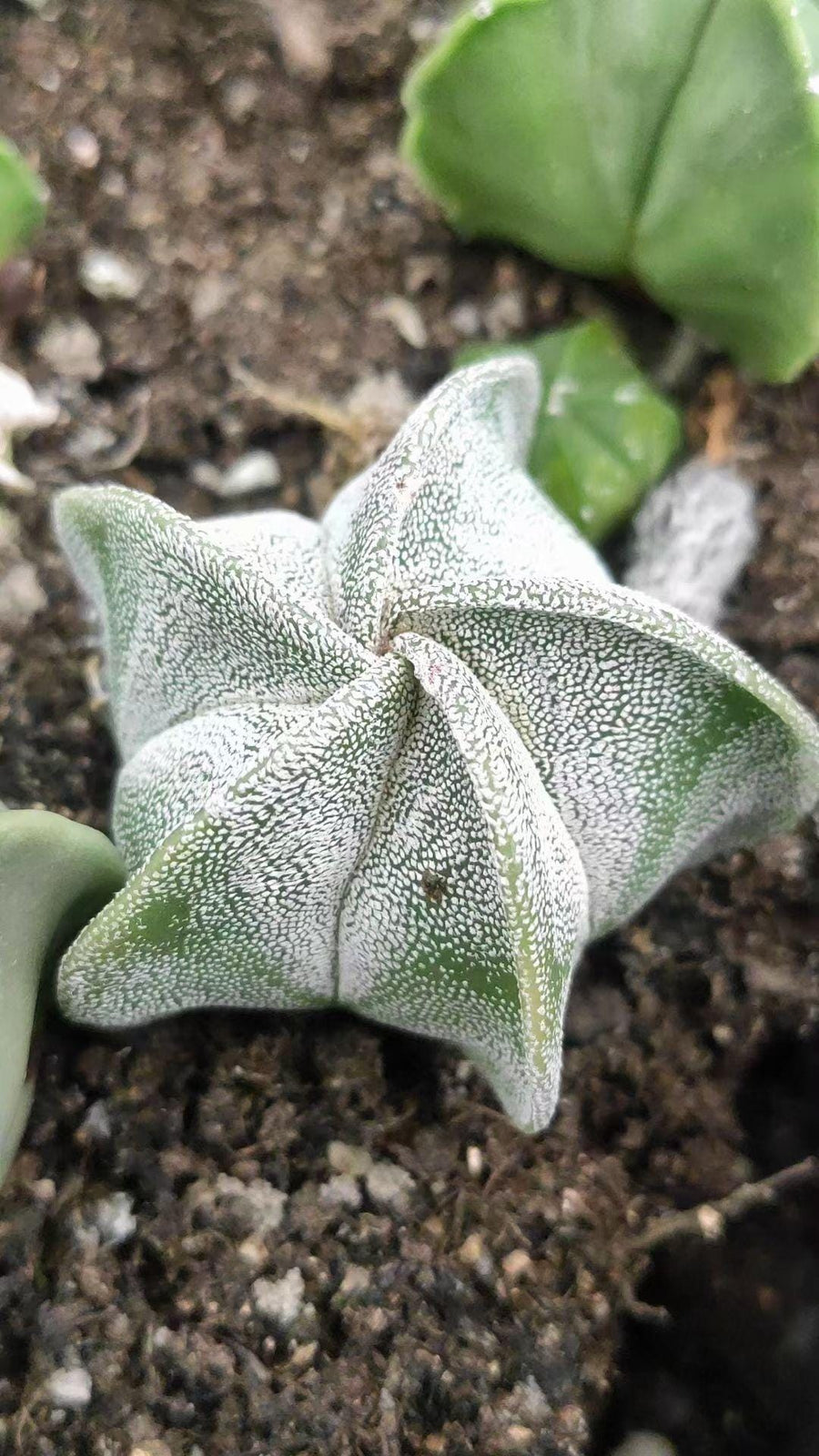 a close up of a plant on a dirt ground