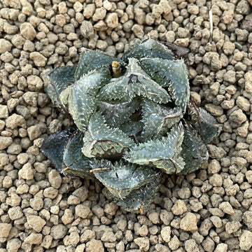 Rare Succulents - Haworthia Cooperi cv. Magic Thorn (2"-2.5")