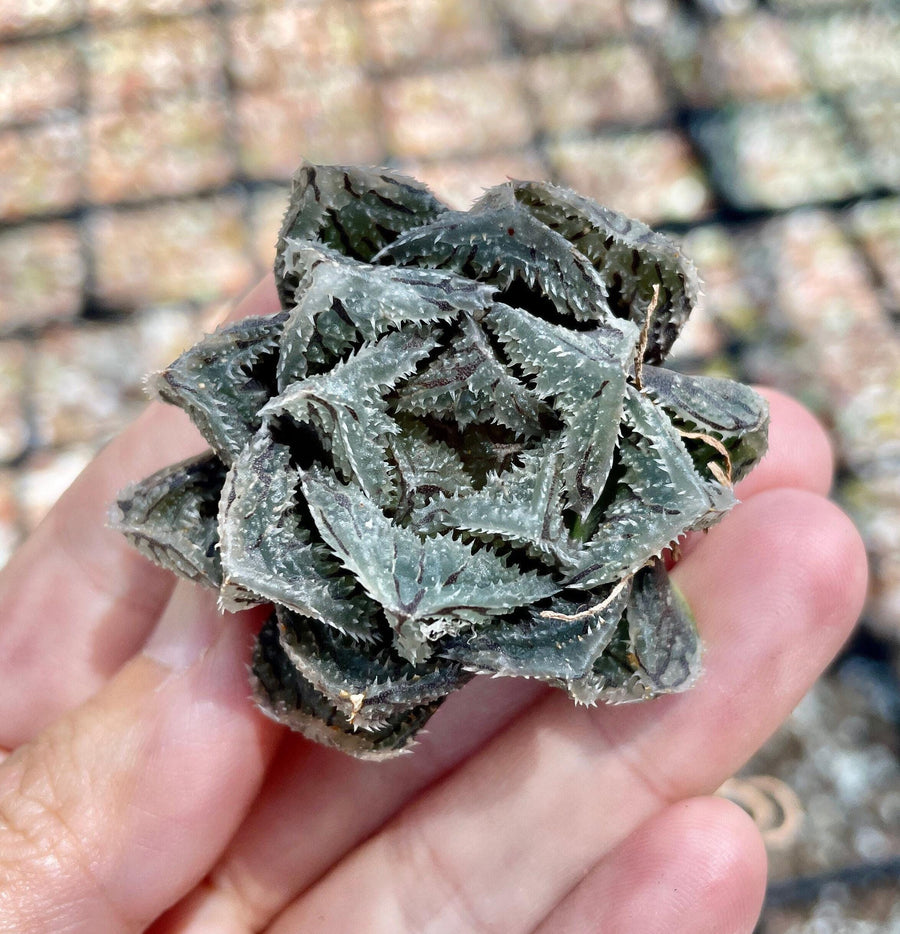 Rare Succulents - Haworthia Cooperi cv. Magic Thorn (2"-2.5")