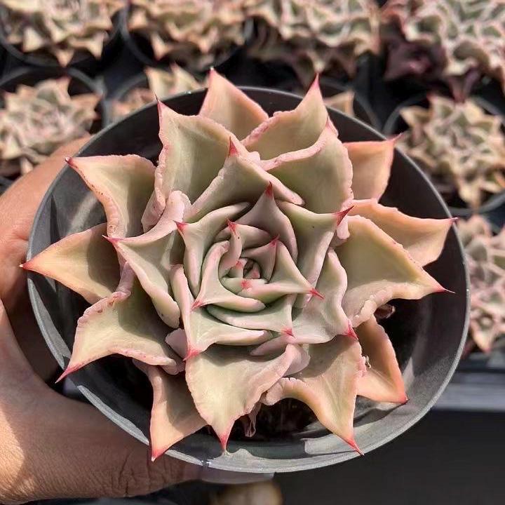 Rare Succulents - Echeveria Madiba (3