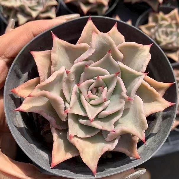 Rare Succulents - Echeveria Madiba (3