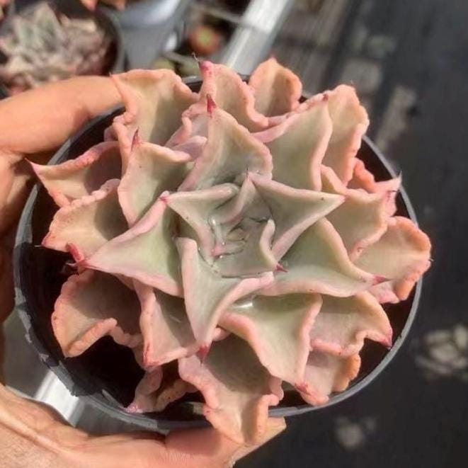Rare Succulents - Echeveria Madiba (3