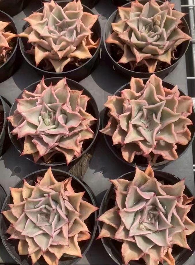 Rare Succulents - Echeveria Madiba (3