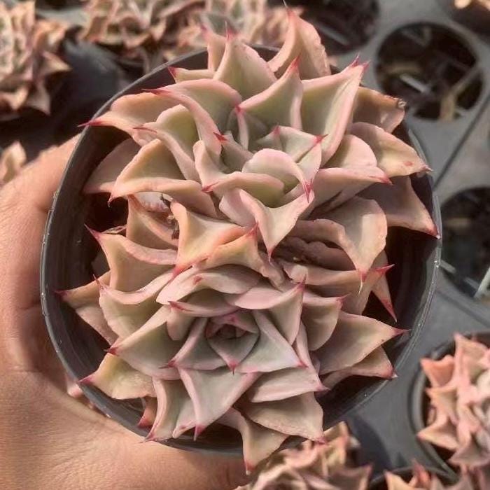 Rare Succulents - Echeveria Madiba (3