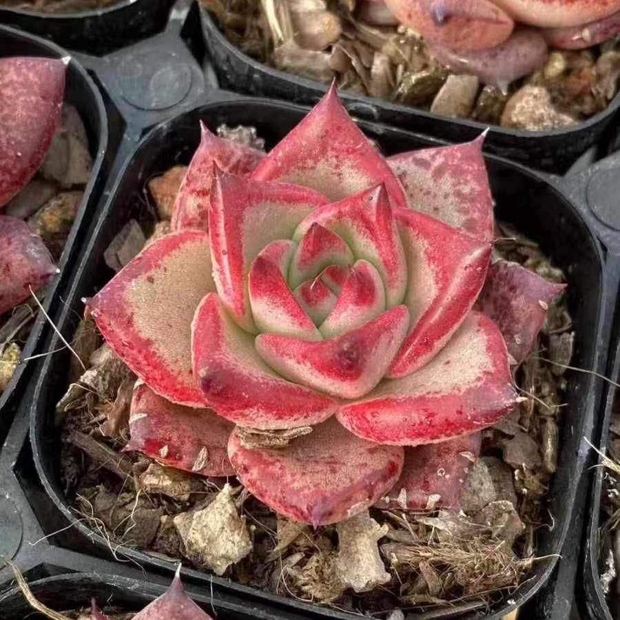 Rare Succulents - Echeveria Agavoides Romeo (1.5