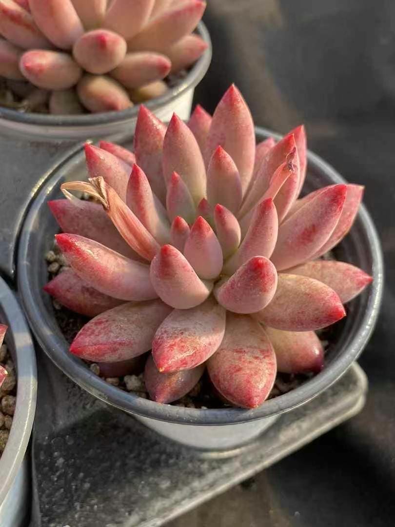 Rare Succulents - Echeveria Goldfish Hime