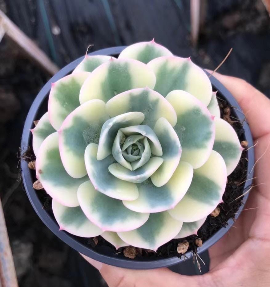 Rare Succulents - Echeveria Lenore Dean variegated (2.5