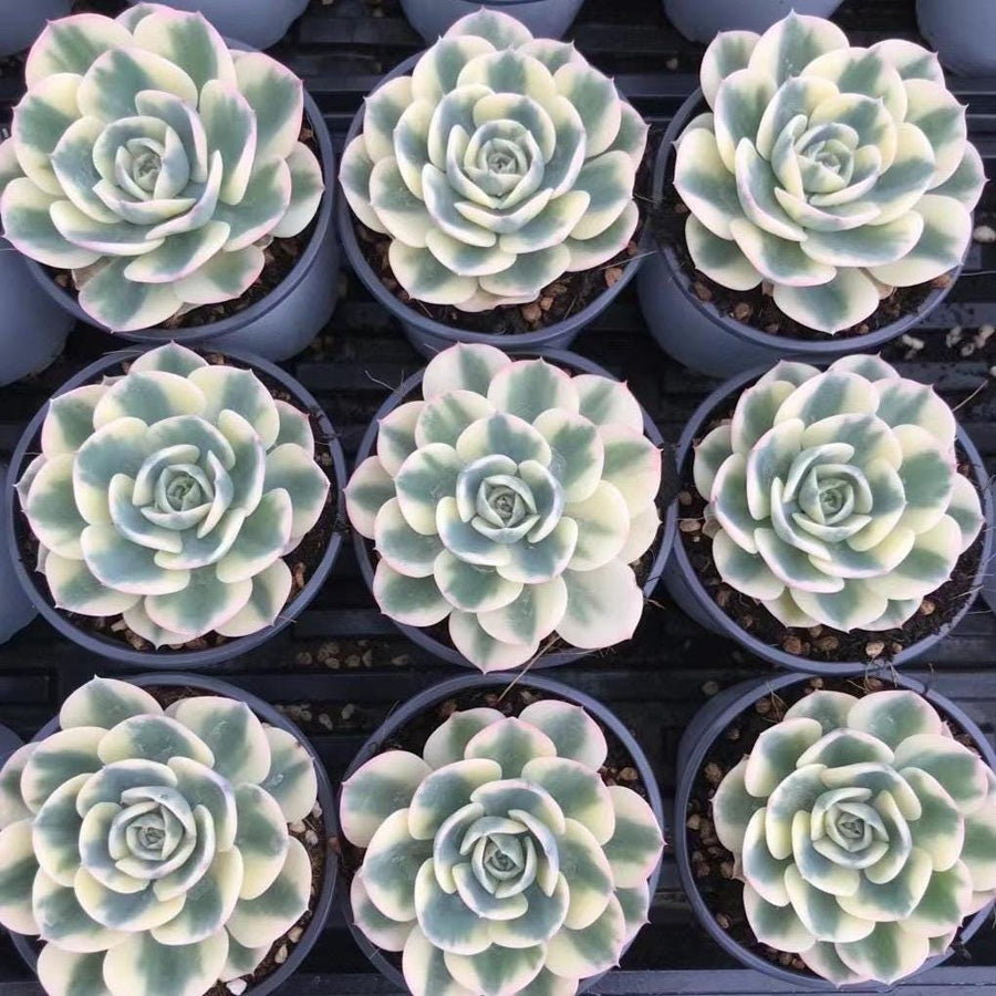 Rare Succulents - Echeveria Lenore Dean variegated (2.5