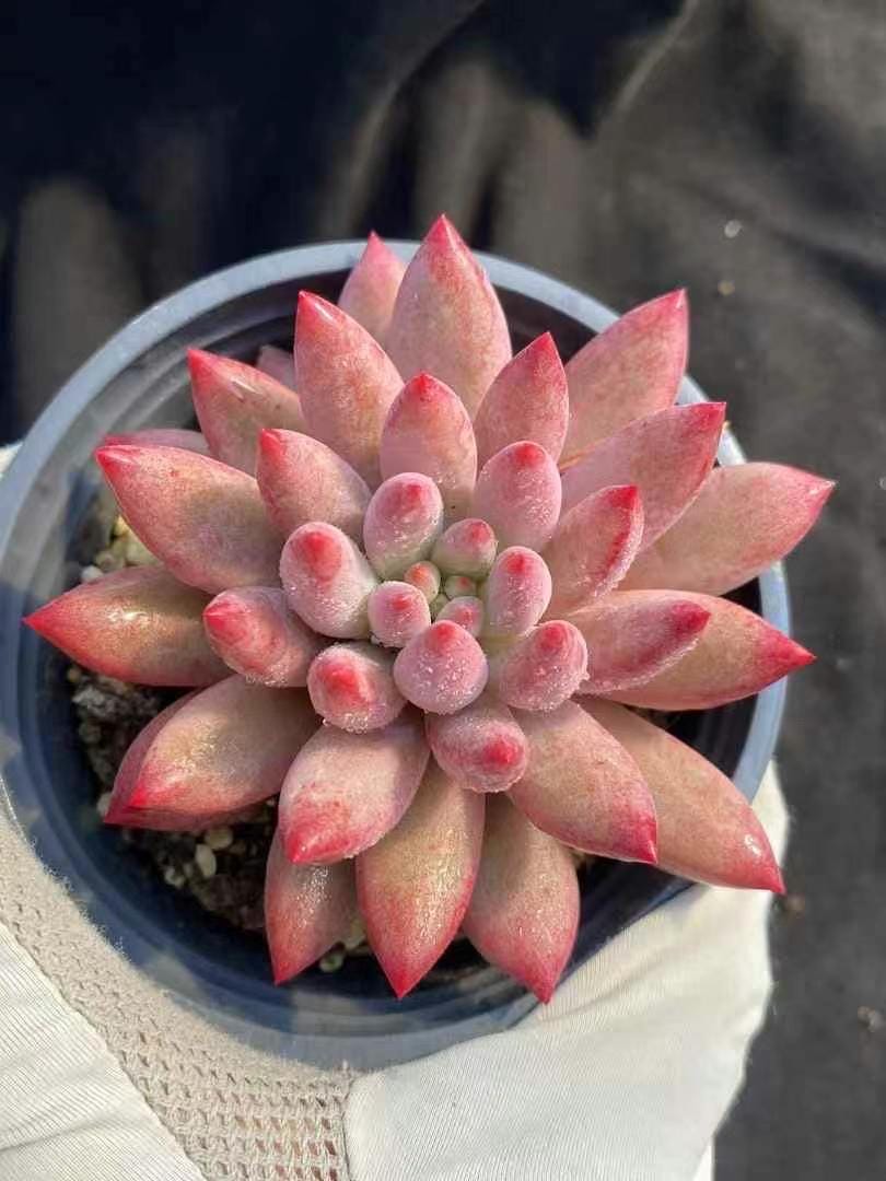 Rare Succulents - Echeveria Goldfish Hime