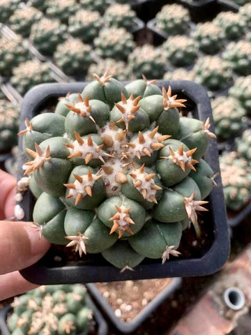 Rare Cactus - Coryphantha elephantidens var.tanshi