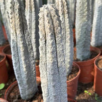 Rare Euphorbia, Euphorbia Abdelkuri Grey 8”-10”