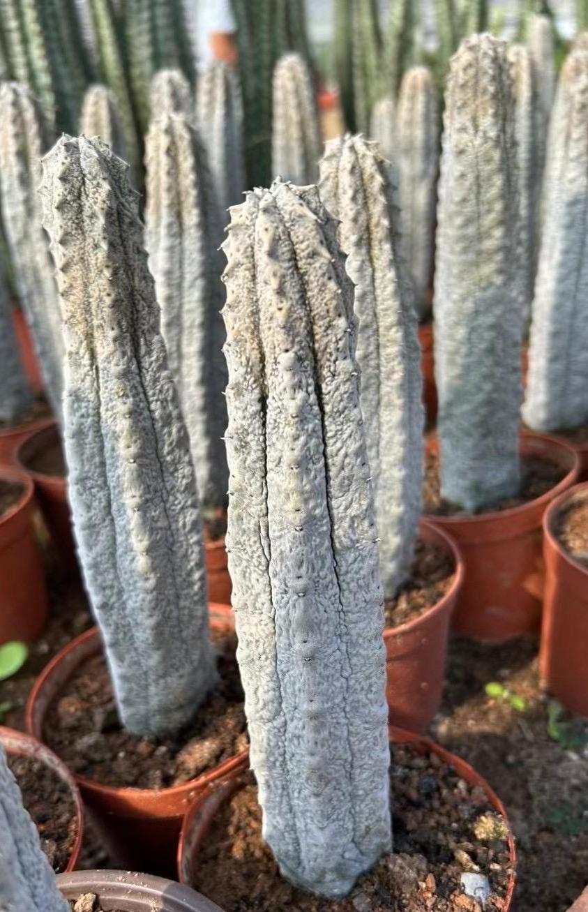Rare Euphorbia, Euphorbia Abdelkuri Grey 8”-10”