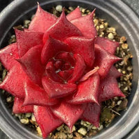Rare Succulents - Echeveria Agavoides Rubin (1.5")