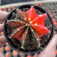 Gymnocalycium Mihanovichii Var. Friedrichii Werderm Variegata
