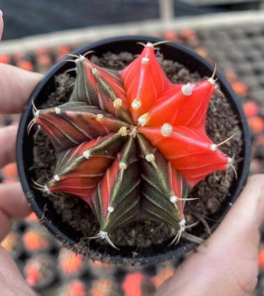 Gymnocalycium Mihanovichii Var. Friedrichii Werderm Variegata