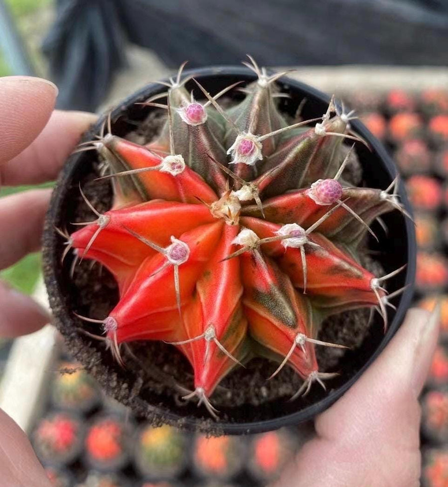 Gymnocalycium Mihanovichii Var. Friedrichii Werderm Variegata