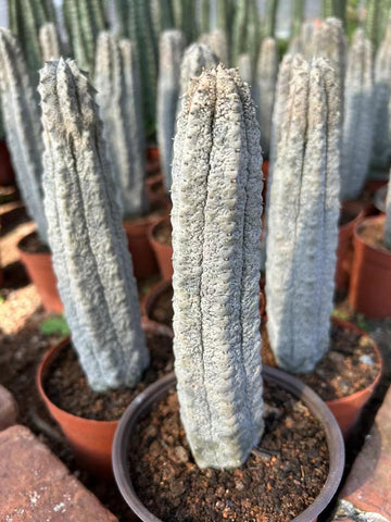 Rare Euphorbia, Euphorbia Abdelkuri Grey 8”-10”
