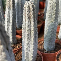 Rare Euphorbia, Euphorbia Abdelkuri Grey 8”-10”