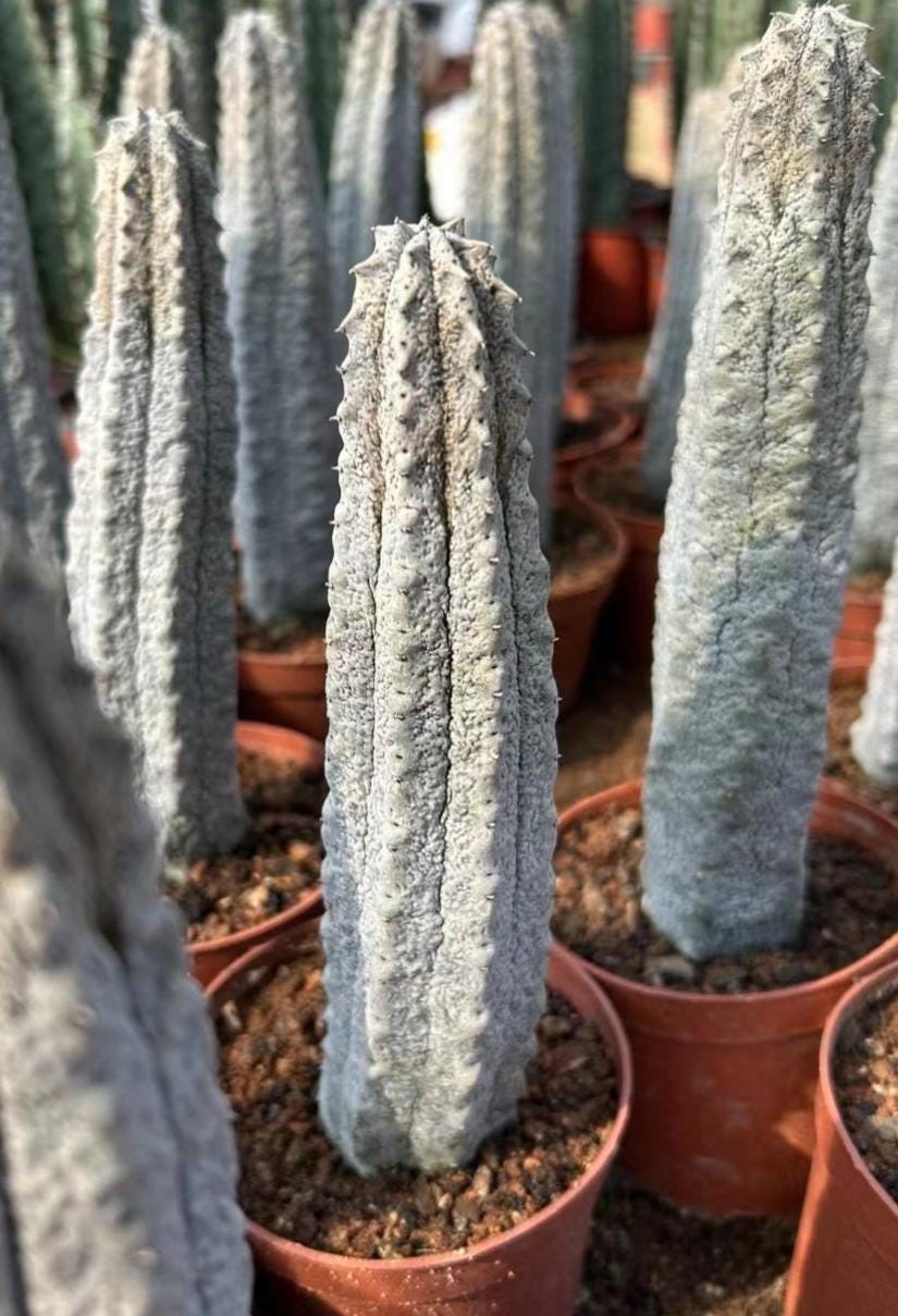Rare Euphorbia, Euphorbia Abdelkuri Grey 8”-10”