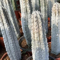 Rare Euphorbia, Euphorbia Abdelkuri Grey 8”-10”