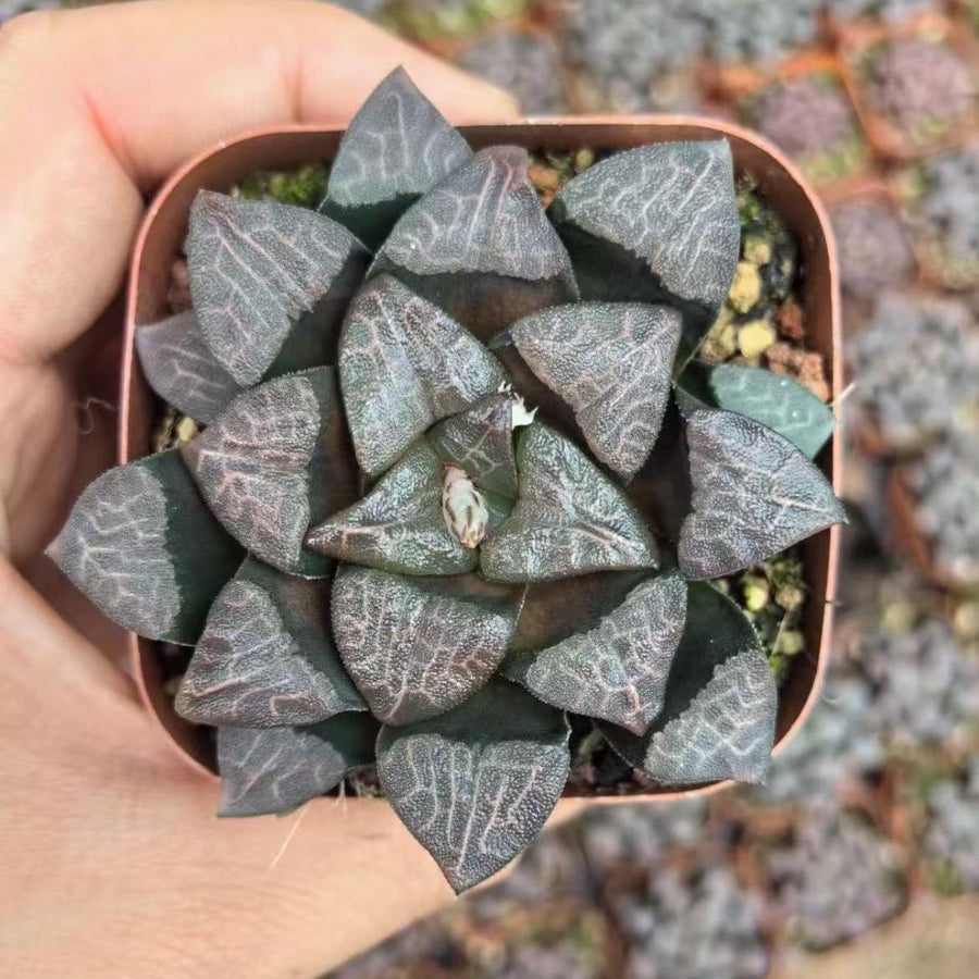 a person holding a small potted plant in their hand