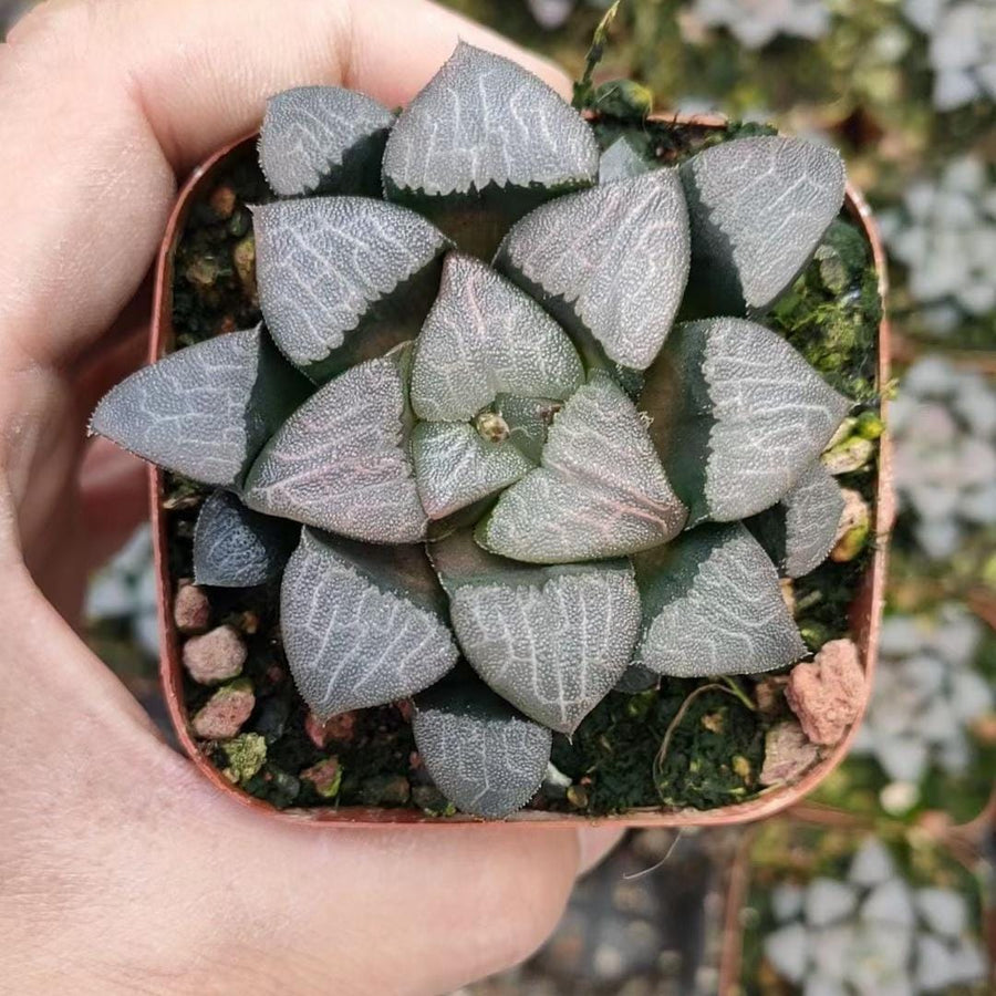 a person holding a small potted plant in their hand
