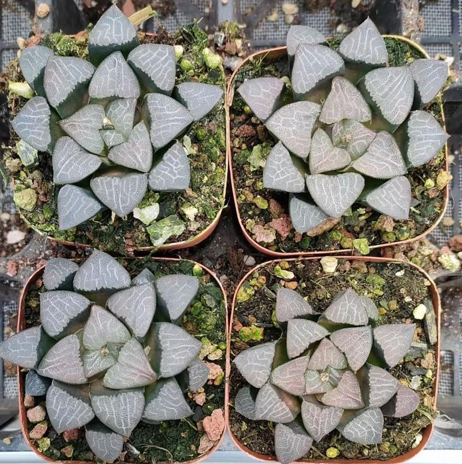 a group of four potted plants sitting on top of a table