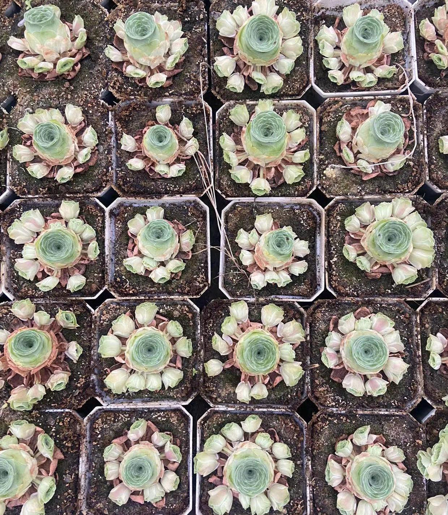 Rare Succulents, Aeonium Greenovia Starry Cluster, Live Plant, Pink in Summer
