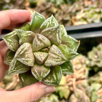a person holding a small plant in their hand