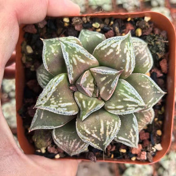 a person holding a small potted plant in their hand