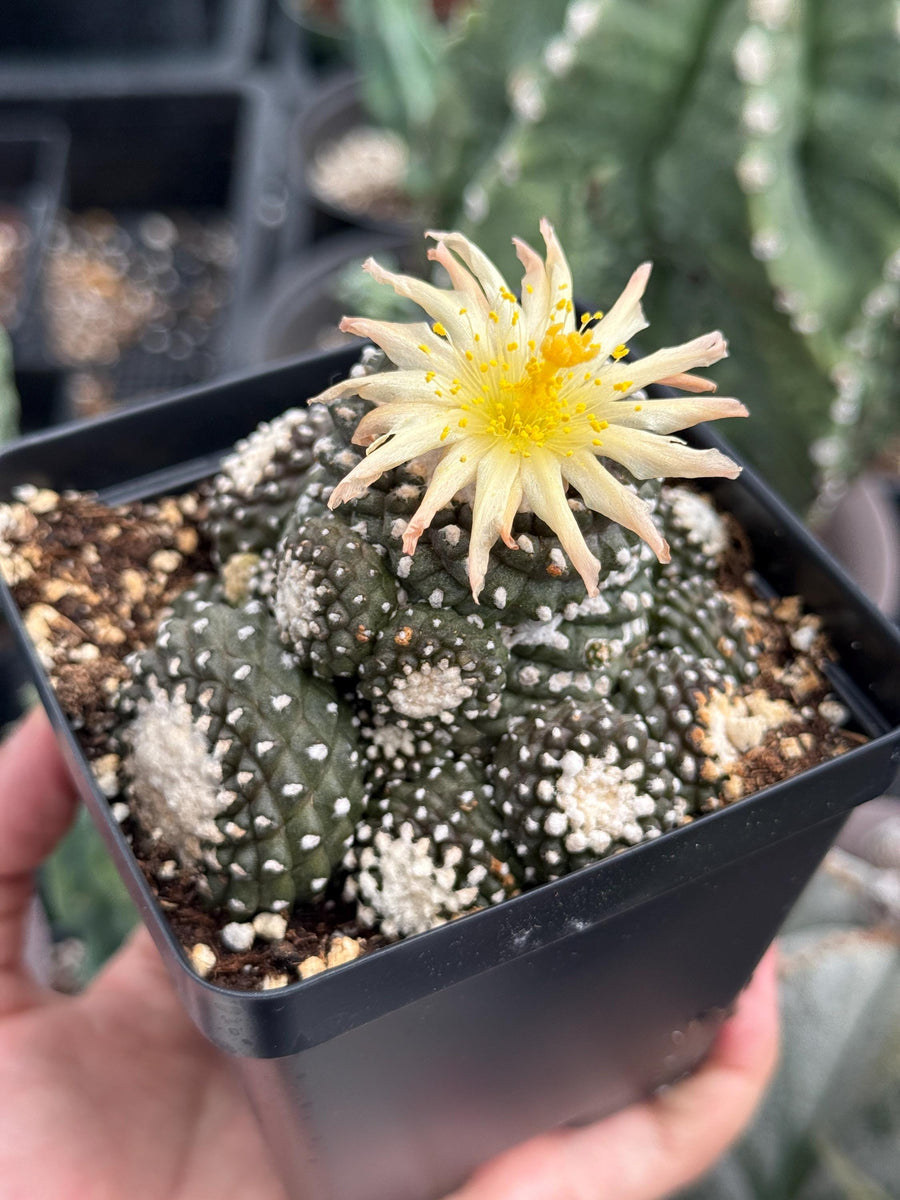 Rare Cactus, Copiapoa Tenuissima Large Cluster