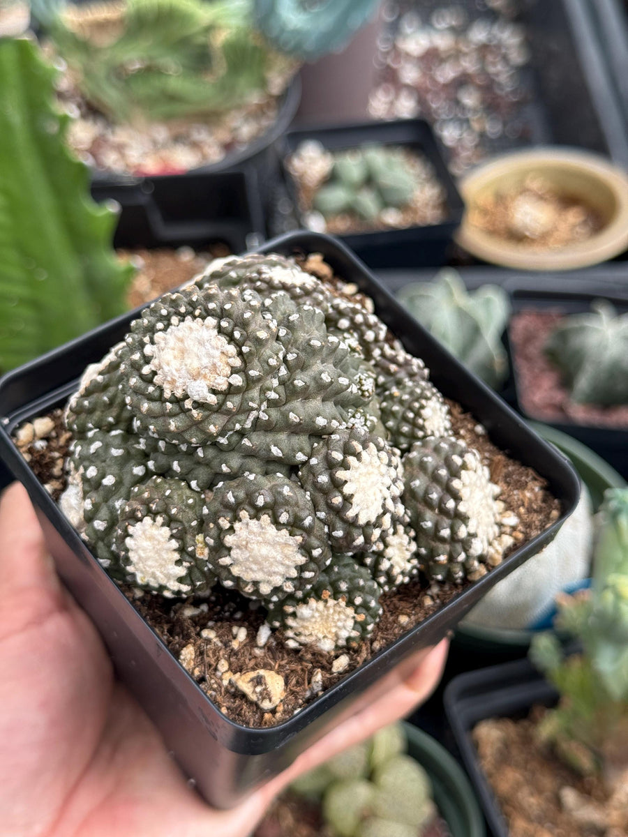 Rare Cactus, Copiapoa Tenuissima Large Cluster