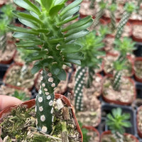 Euphorbia Royleana, Live Plant, Rare Succulent, Live Plant
