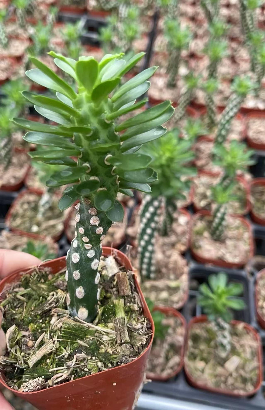 Euphorbia Royleana, Live Plant, Rare Succulent, Live Plant