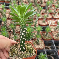 Euphorbia Royleana, Live Plant, Rare Succulent, Live Plant