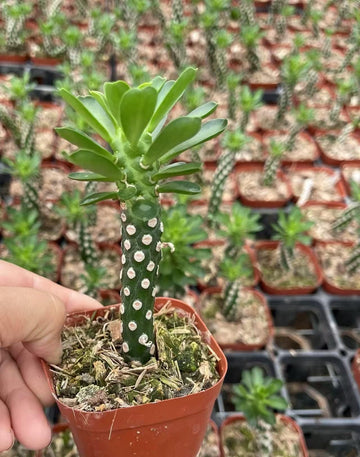 Euphorbia Royleana, Live Plant, Rare Succulent, Live Plant