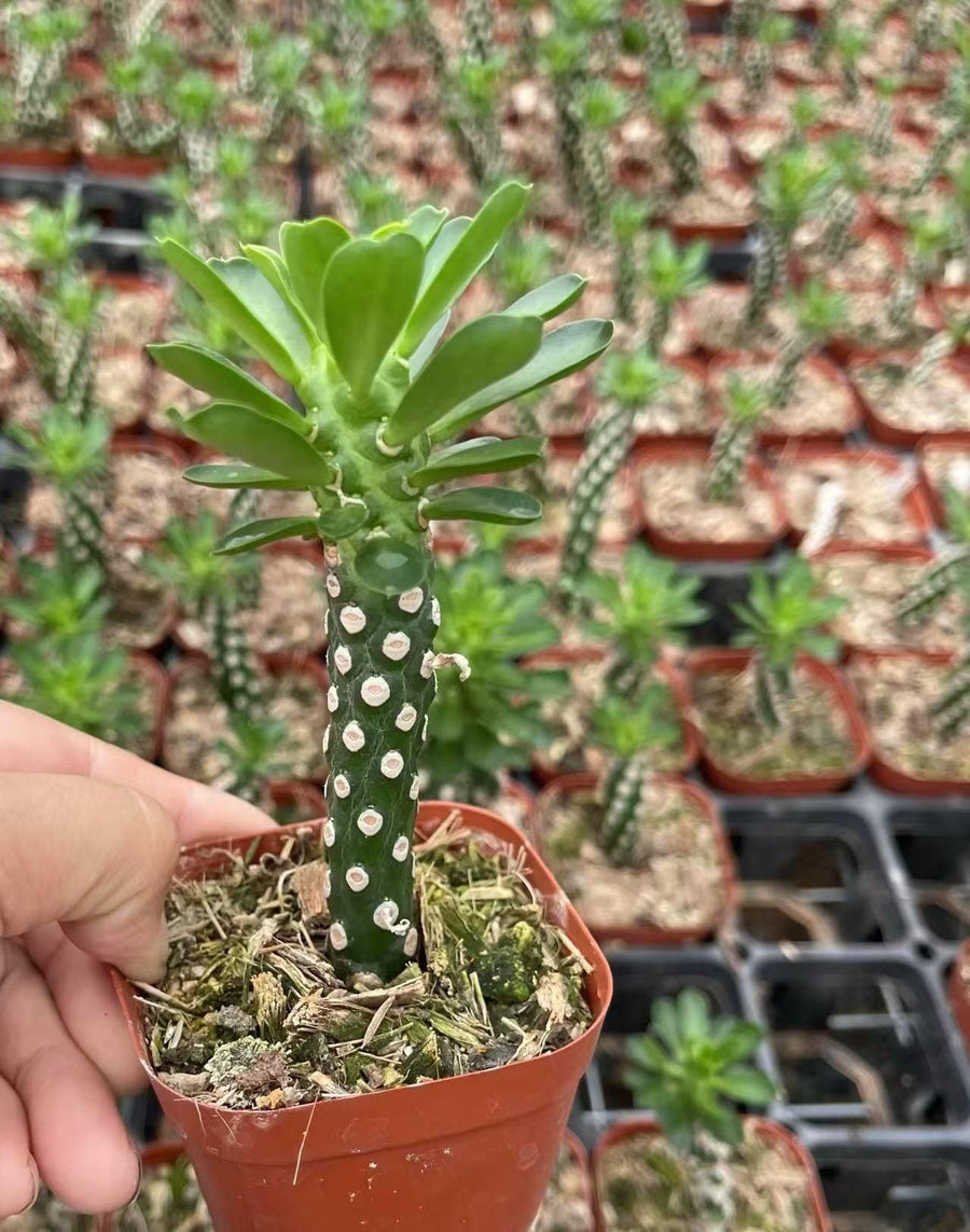 Euphorbia Royleana, Live Plant, Rare Succulent, Live Plant