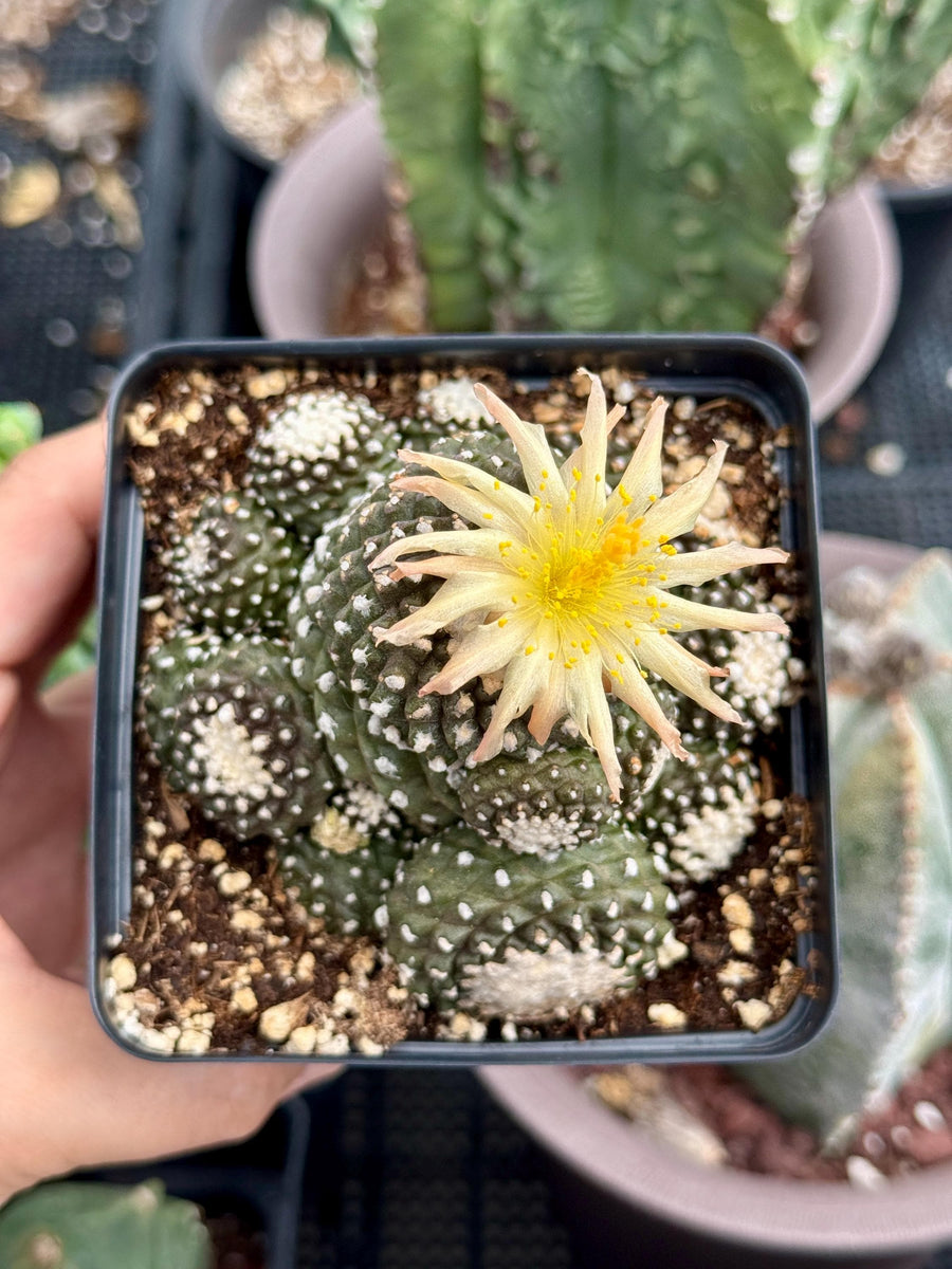 Rare Cactus, Copiapoa Tenuissima Large Cluster