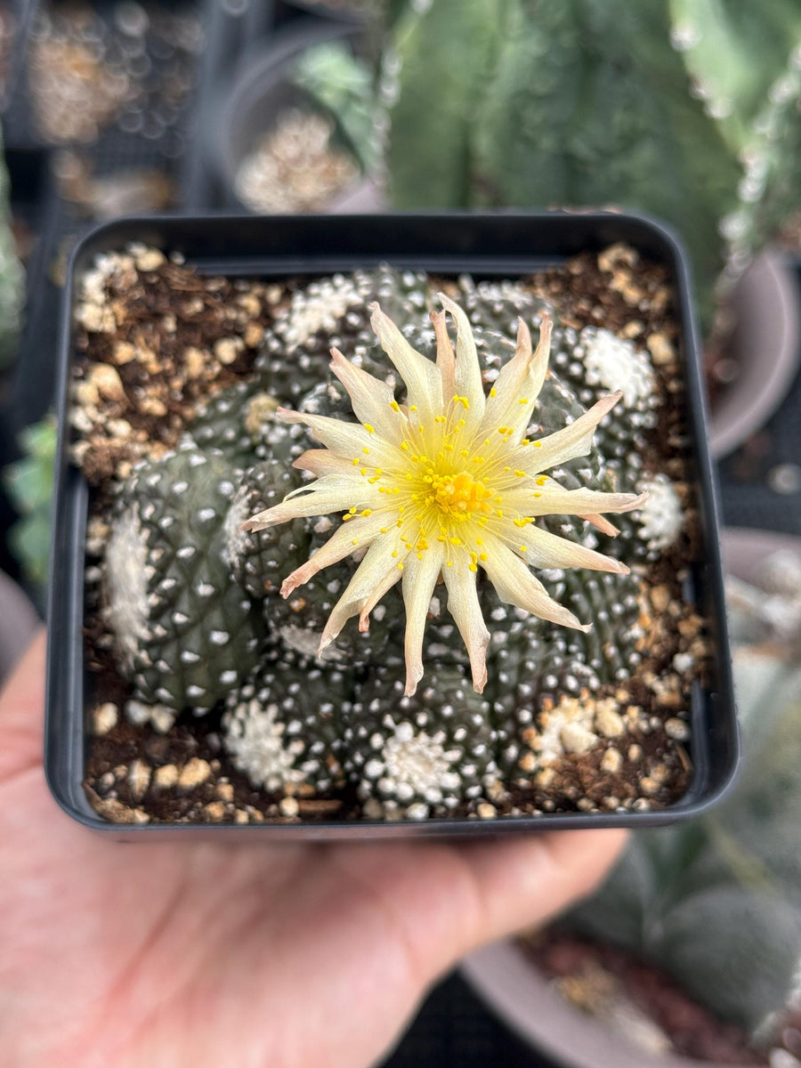 Rare Cactus, Copiapoa Tenuissima Large Cluster