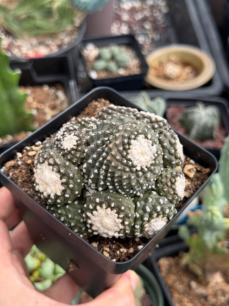 Rare Cactus, Copiapoa Tenuissima Large Cluster